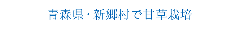 青森県・新郷村で甘草栽培